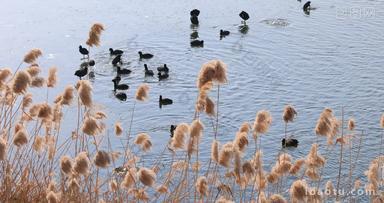 实拍冬季一群野鸭子湖面上玩耍